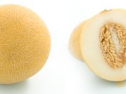 MELON GALIA